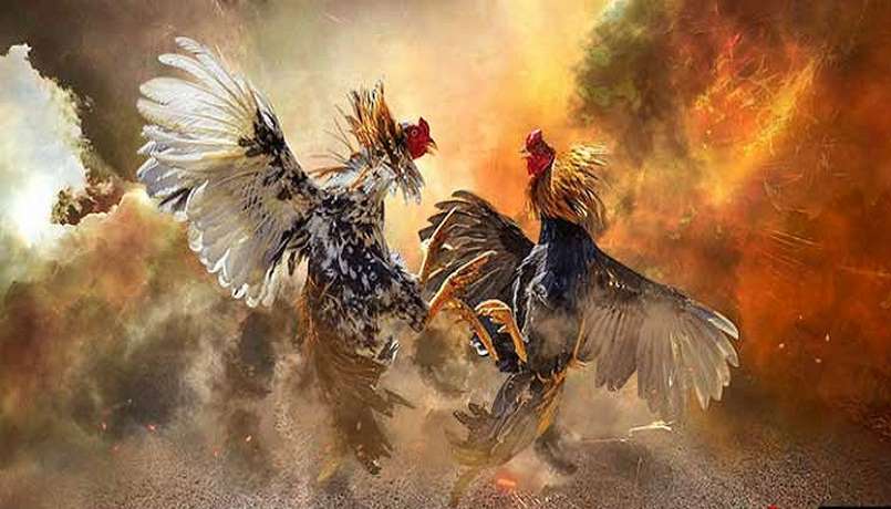 Đá gà hiện đang là trò chơi được nhiều người chơi lựa chọn