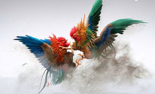 Những kinh nghiệm đặt cược Đá gà online tại May88 top