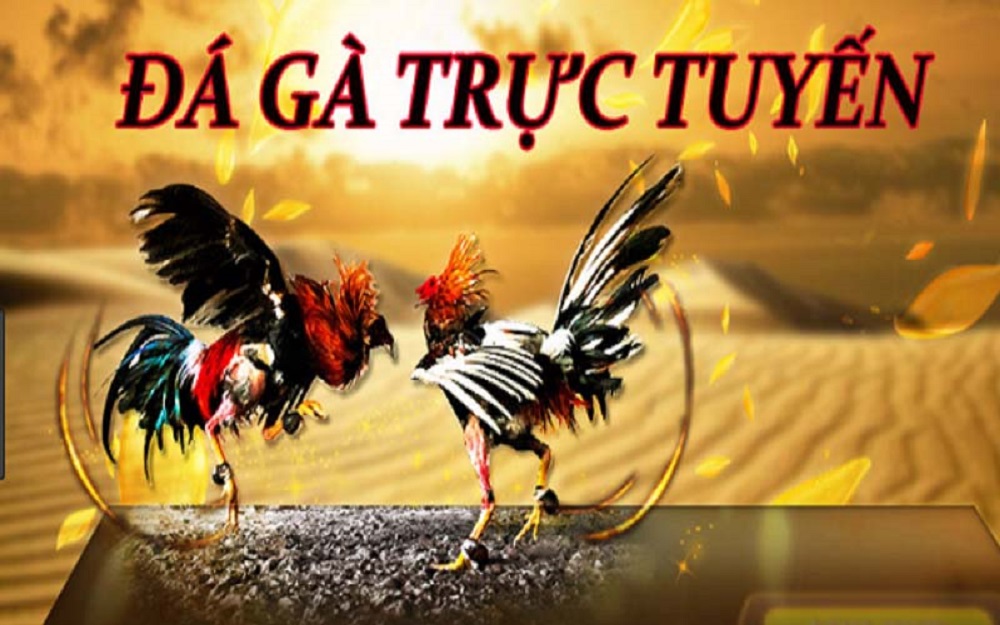 Đá gà online tại May88 top thật sự rất đáng để chú ý
