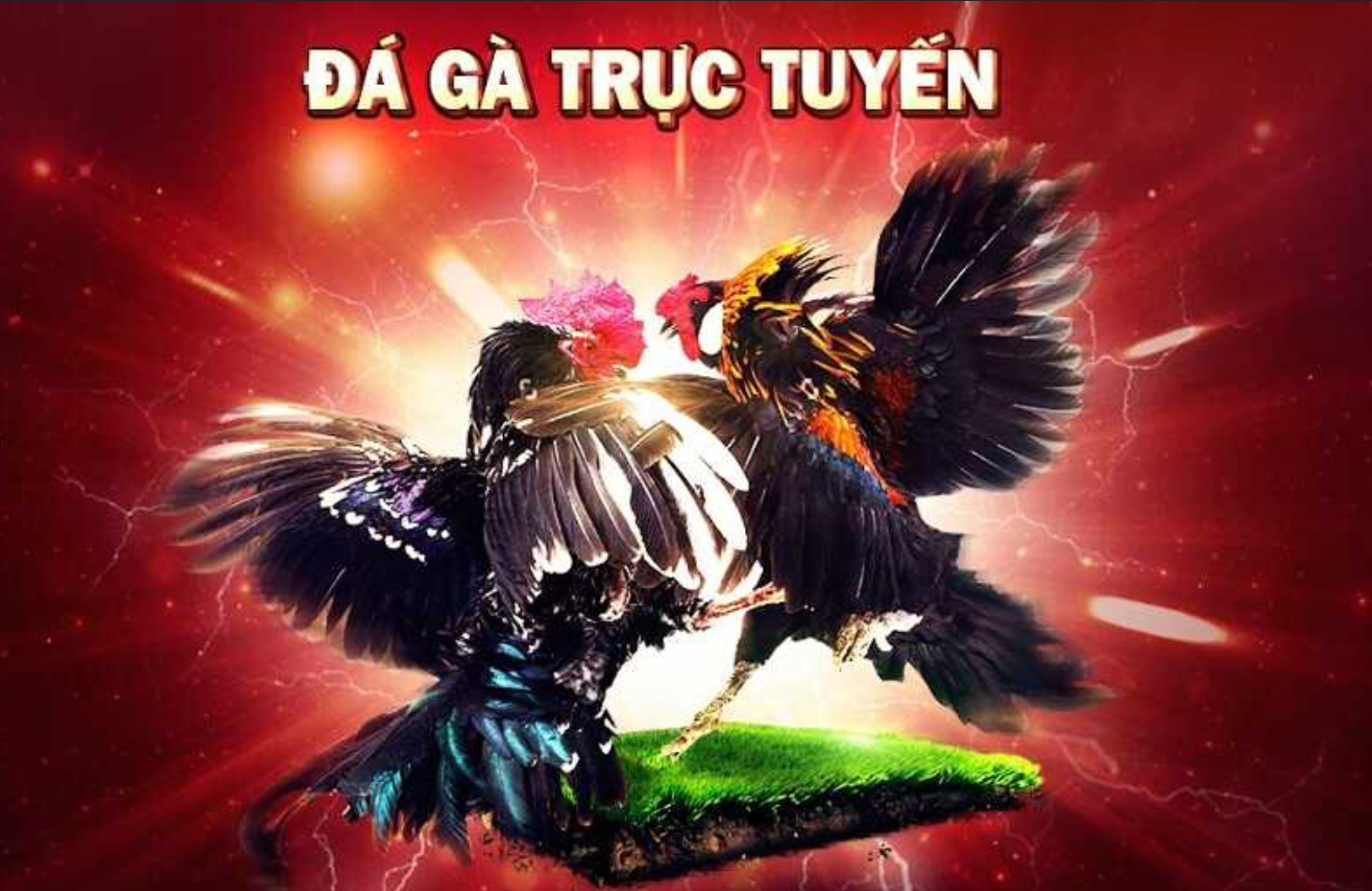 Đá gà là một trò chơi truyền thống rất phổ biến tại các quán gà trên khắp Việt Nam